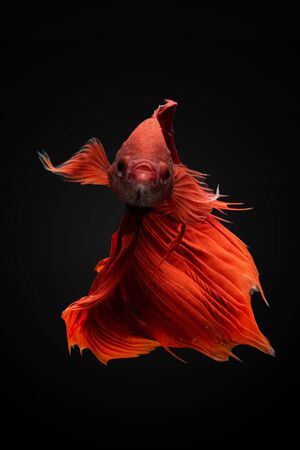 siamese fighting fishの写真素材