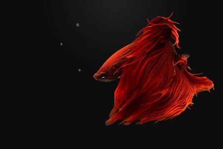 siamese fighting fish