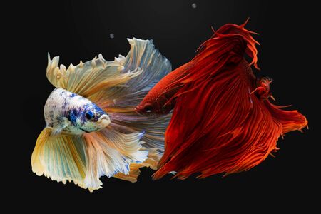 siamese fighting fishの写真素材