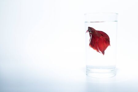 fish in a glass isolated on white backgroundの写真素材
