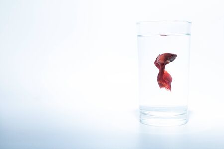 fish in a glass isolated on white backgroundの写真素材