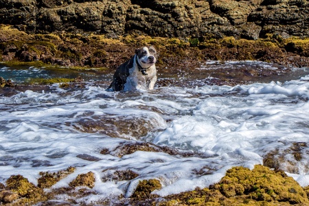 A dog swimming and jumping to water