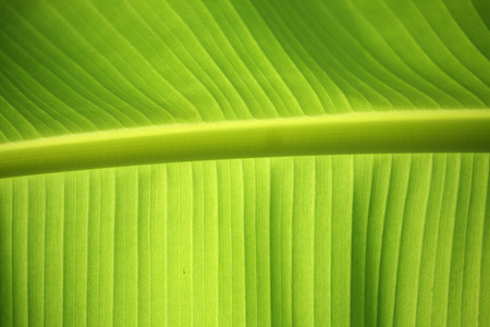 Banana Leaves Backgroundの写真素材