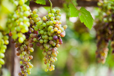 Bunches of wine grapes hanging on the vine with green leavesの写真素材