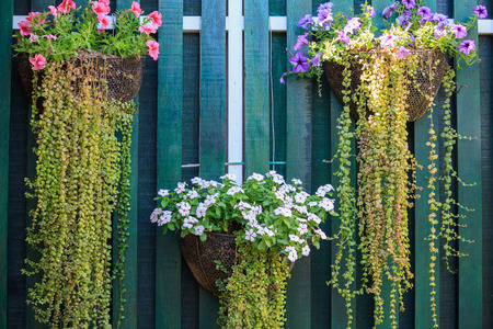Beautiful Flower Planter Hanging Against a Wooden Wall Backgroundの写真素材