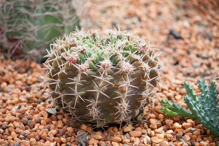 Close up cactus with long thornsの写真素材