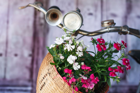 Old bicycle and flowersの写真素材