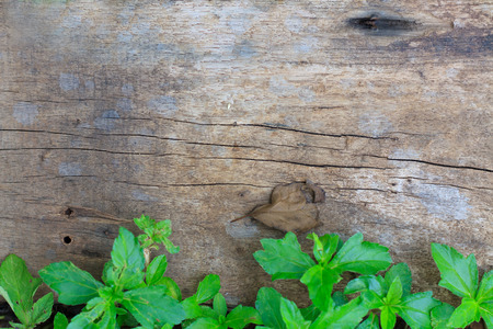 green ivy leaves over wooden background with copy spaceの写真素材