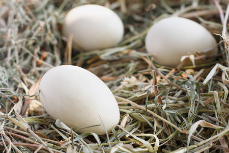 fresh eggs in nest backgroundの写真素材