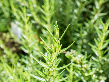 Fresh rosemary organic herb grow outdoor close up at rosemary leaves cooking ingredients for foodの写真素材