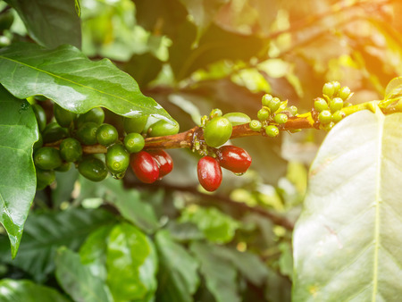fresh coffee beans in coffee plants treeの写真素材