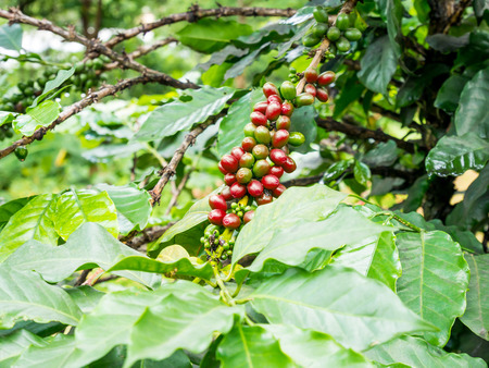fresh coffee beans in coffee plants treeの写真素材