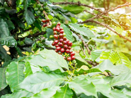 fresh coffee beans in coffee plants treeの写真素材