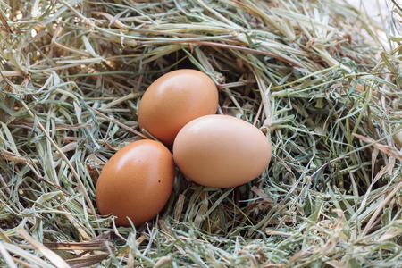 fresh eggs in nest backgroundの写真素材