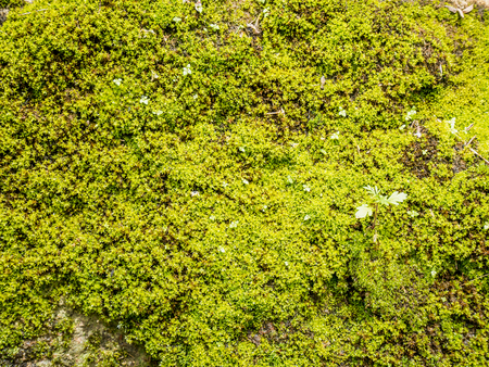 green moss texture backgroundの写真素材