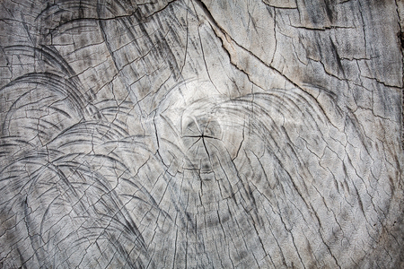 Old wood cut texture backgroundの写真素材