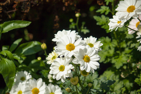 Chamomile flowers in the gardenの写真素材