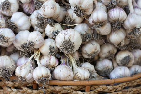 Fresh garlic, garlic bulbs and clovesの写真素材