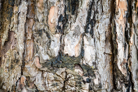 pine wood bark textureの写真素材