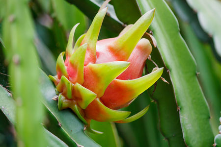 dragon fruit close up in the gardenの写真素材