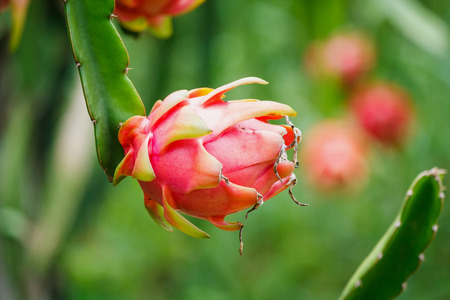 dragon fruit close up in the gardenの写真素材