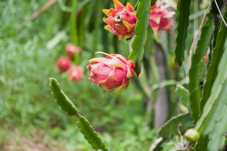 dragon fruit close up in the gardenの写真素材