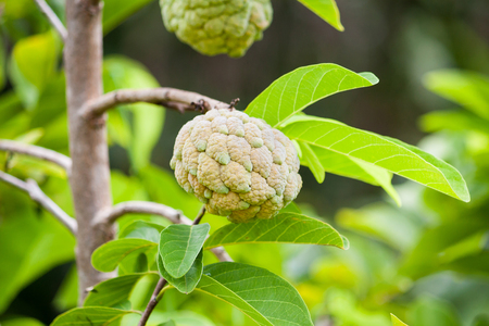 Custard apple fruit on green tree in the garden, tropical fruitの写真素材