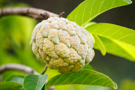 Custard apple fruit on green tree in the garden, tropical fruitの写真素材