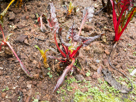 Swiss Chard in organic vegetable gardenの写真素材