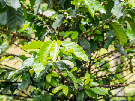 fresh coffee beans in coffee plants treeの写真素材