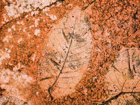 The Imprint of leaf texture on cement floor backgroundの写真素材