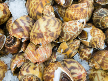 Fresh Spotted babylon on ice in the marketの写真素材