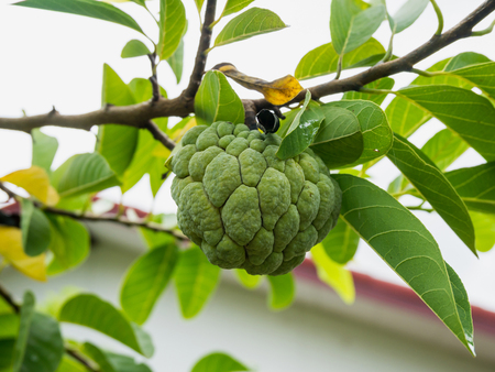 Custard apple fruit on green tree in the garden, tropical fruitの写真素材