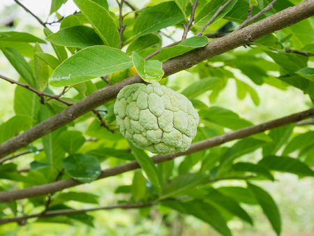 Custard apple fruit on green tree in the garden, tropical fruit