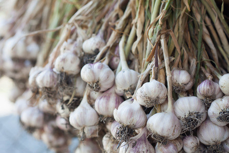 Fresh garlic, garlic bulbs and clovesの写真素材