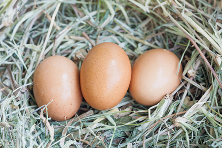 fresh eggs in nest backgroundの写真素材
