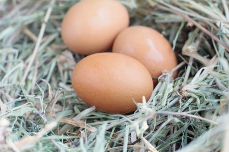 fresh eggs in nest backgroundの写真素材