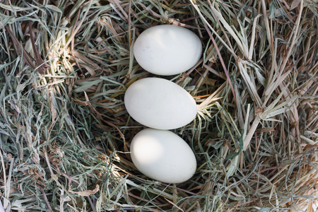 fresh eggs in nest backgroundの写真素材