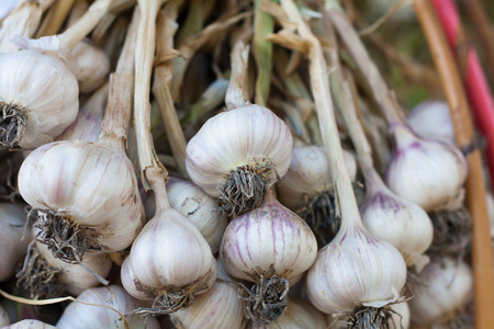 Fresh garlic, garlic bulbs and clovesの写真素材