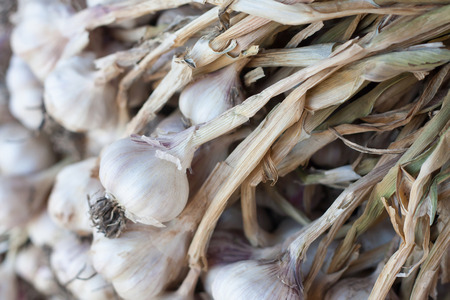 Fresh garlic, garlic bulbs and clovesの写真素材