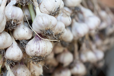 Fresh garlic, garlic bulbs and clovesの写真素材