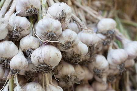 Fresh garlic, garlic bulbs and clovesの写真素材