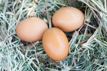 fresh eggs in nest backgroundの写真素材