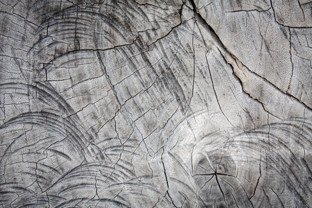 Old wood cut texture backgroundの写真素材