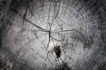 Old wood cut texture backgroundの写真素材