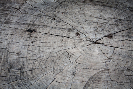 Old wood cut texture backgroundの写真素材
