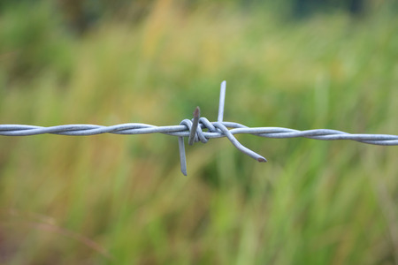 Barbed wire fence and green field closeupの写真素材