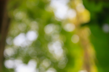 Nature bokeh backgroundの写真素材