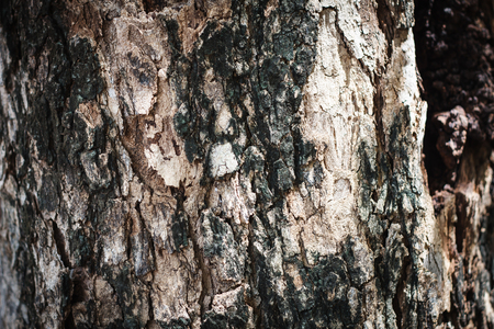 Tree bark textureの写真素材