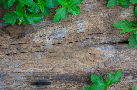 green ivy leaves over wooden background with copy spaceの写真素材